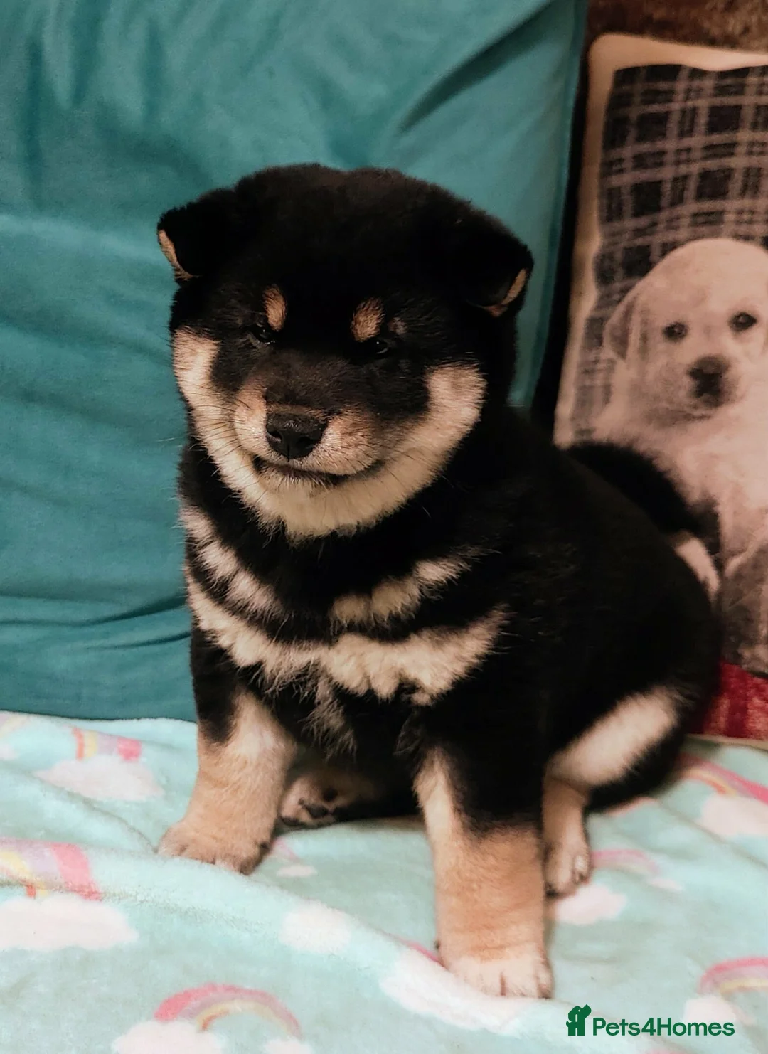 Japanese Shiba Inu dogs for sale: 10 weeks old KC Black/Tan Boy 💖 - Advert 2