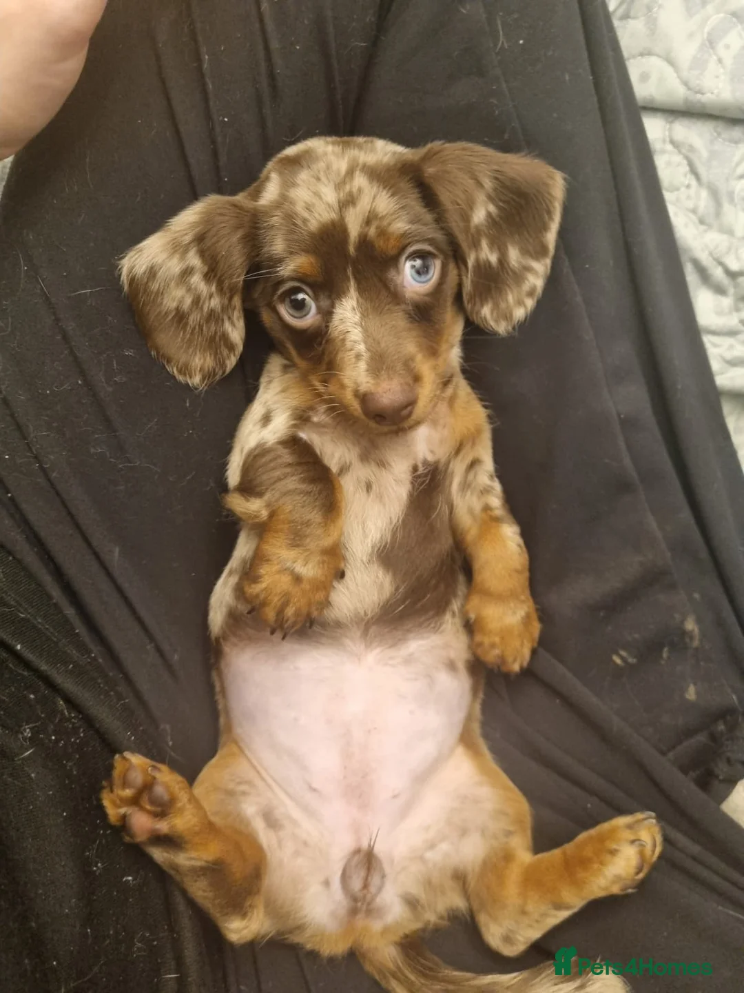 Miniature Dachshund dogs for sale: READY NOW 1 female dapple mini dachshund - Advert 1