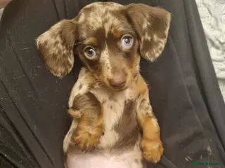 Miniature Dachshund dogs READY NOW 1 female dapple mini dachshund - Advert 15