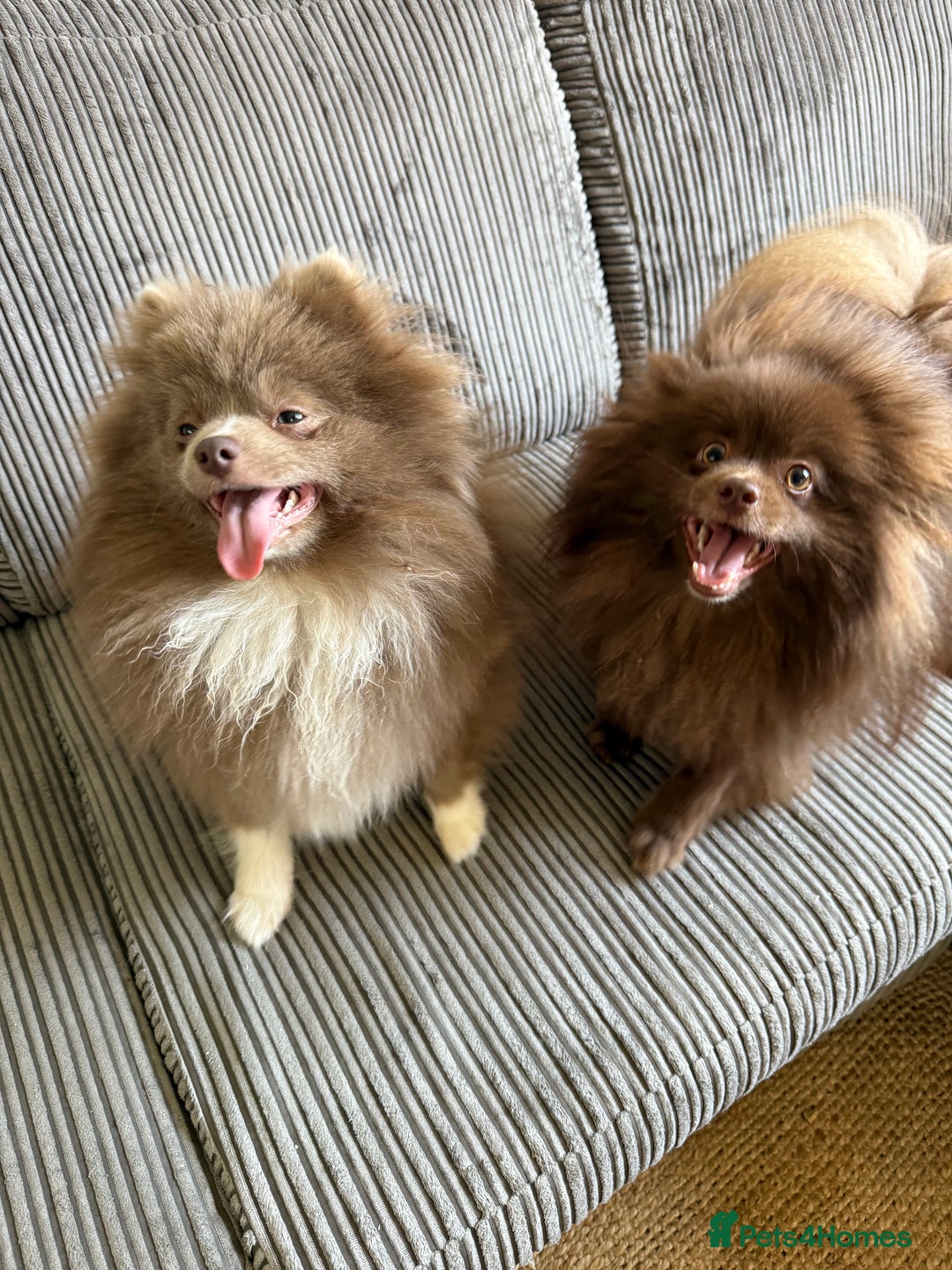 Pomeranian dogs for sale: Adorable pair of 1 year old Pomeranian boys!  - Image 8