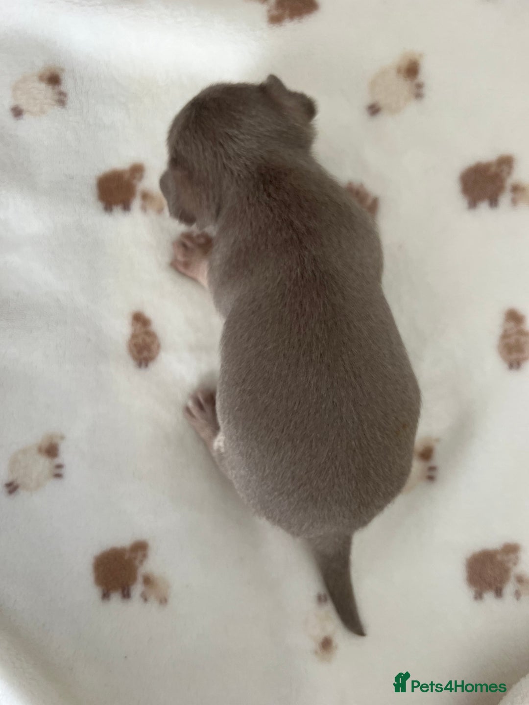 Chihuahua dogs for sale: 🐾gorgeous xs lilac & blue parti chihuahua pups🐾 - Image 3