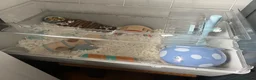 Hamster rodents for sale: Very friendly Russian Dwarf hamster  - Advert 6