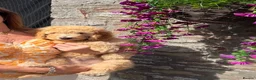 Mini Goldendoodle dogs for sale: Ready to leave Mini Goldendoodles - Advert 2