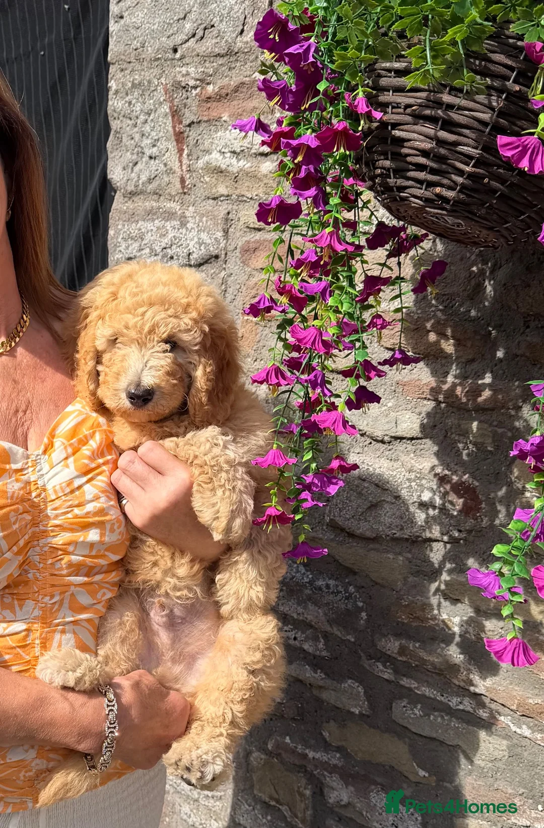 Mini Goldendoodle dogs for sale: Ready to leave Mini Goldendoodles - Advert 2