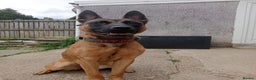 Belgian Shepherd Dog dogs for sale: 2 male puppies  - Advert 7