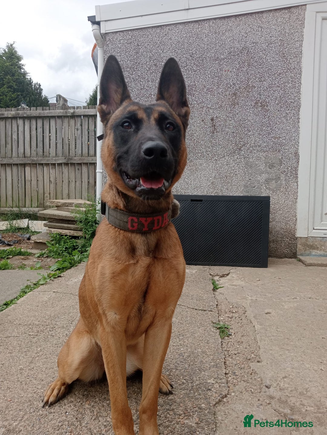 Belgian Shepherd Dog dogs for sale: 2 male puppies  - Advert 7