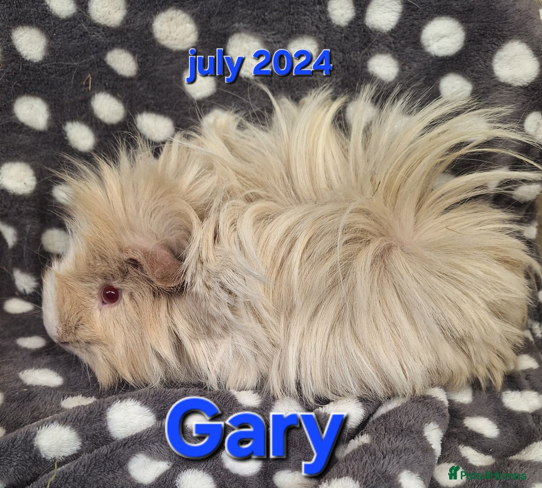 Guinea Pig rodents for sale: Rescue guinea pigs  - Advert 5