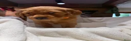 Golden Retriever dogs for sale: Outstanding Quality Puppies  - Advert 5