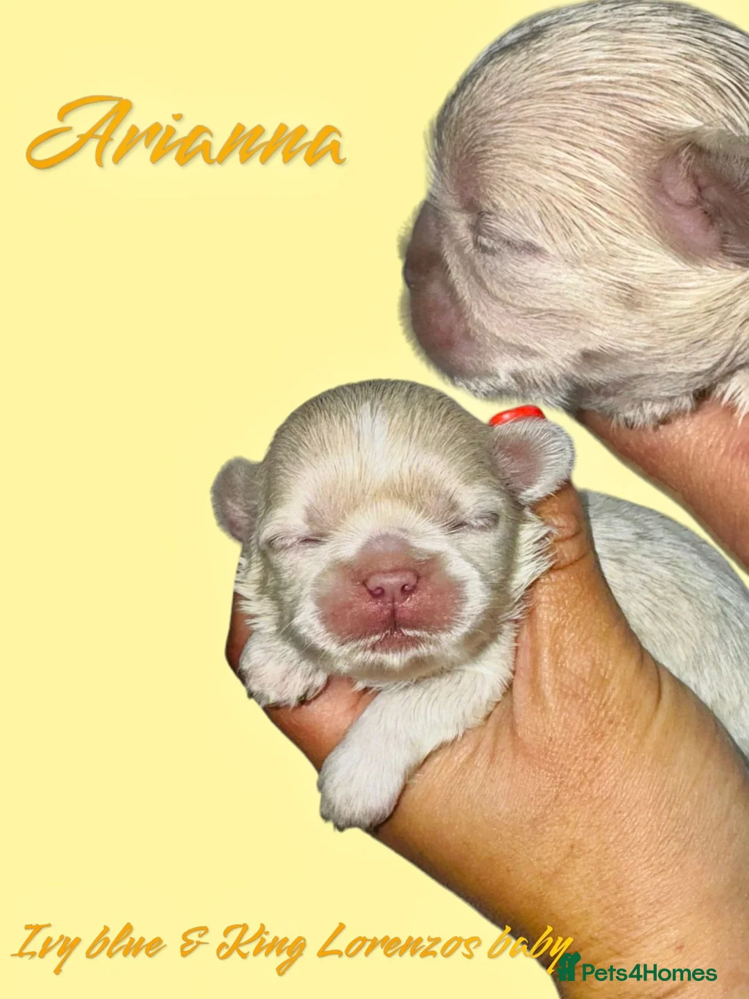 Shih Tzu dogs for stud: LAVENDER Tiniest lavender stud in Wales  in Cardiff - Advert 20