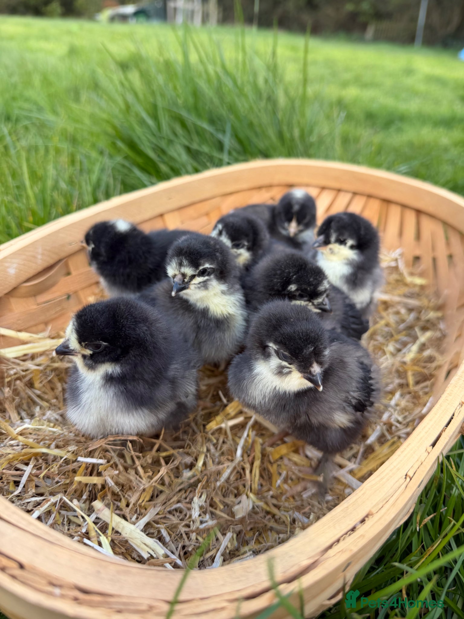 Chickens poultry Olive Egger Chicks  - Advert 1