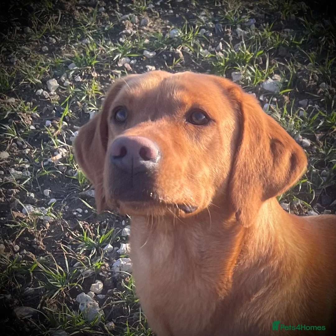 Labrador Retriever dogs for sale: Roger the Fox Red Lab - Advert 3