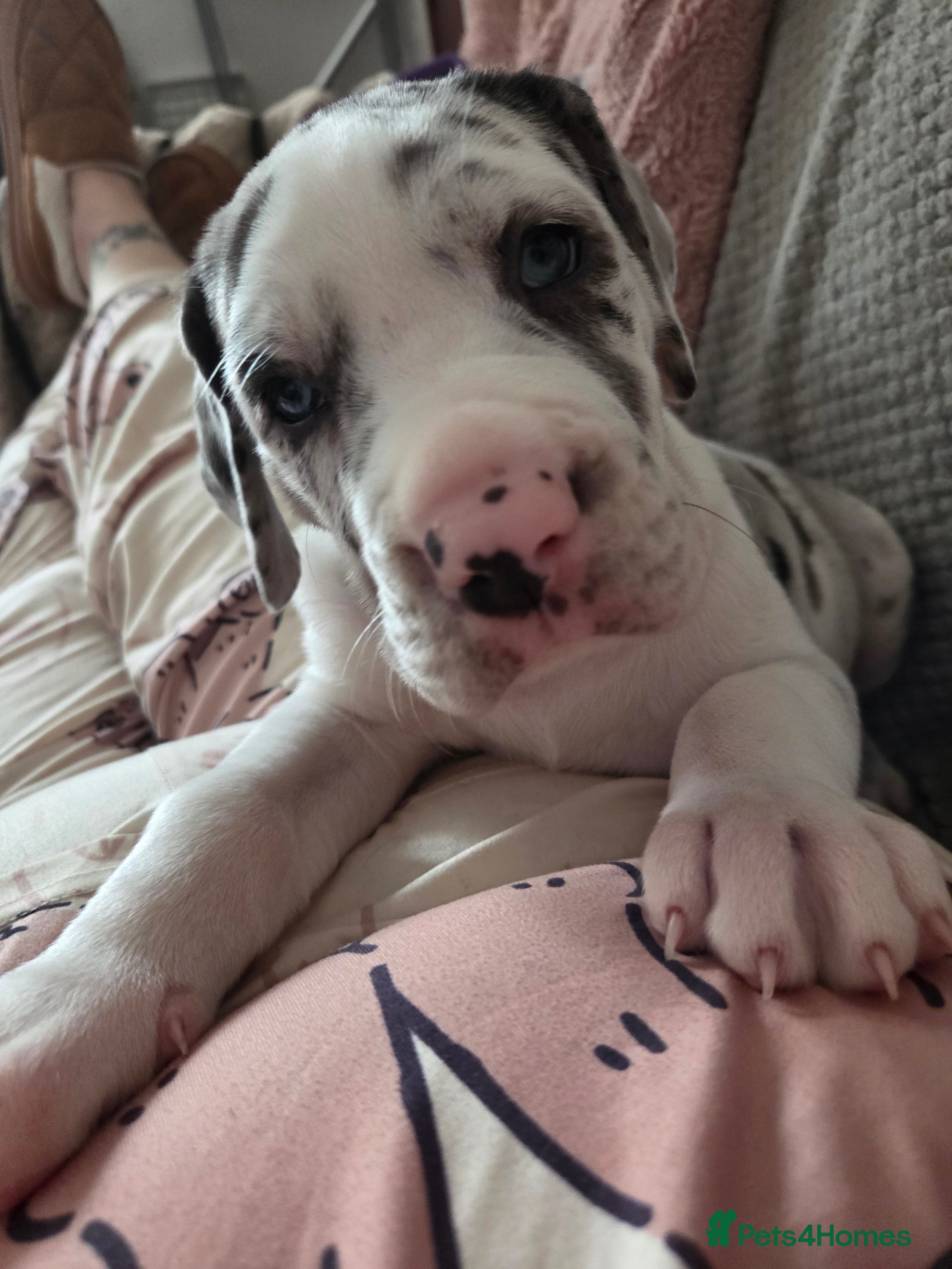 Great Dane dogs Greatdane puppies forsale - Advert 8