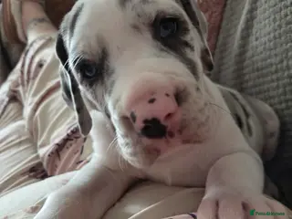 Great Dane dogs Greatdane puppies forsale - Advert 8