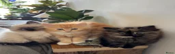 Mixed Breed cats for sale: Kittens for the best homes - Advert 24