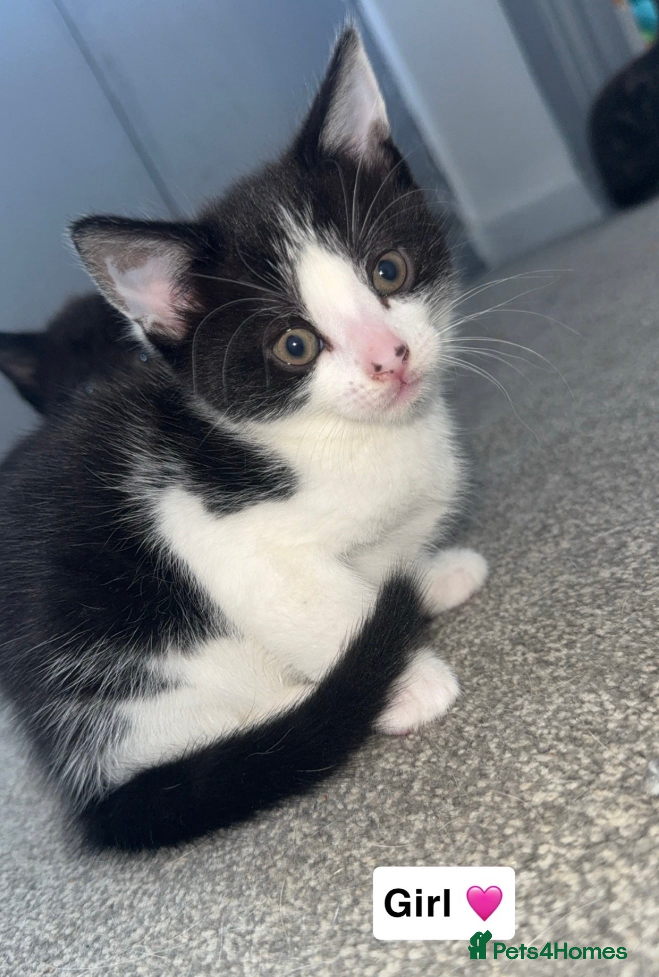 Mixed Breed cats 4 beautiful kittens looking for forever homes  - Advert 7