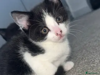 Mixed Breed cats 4 beautiful kittens looking for forever homes - Advert 8