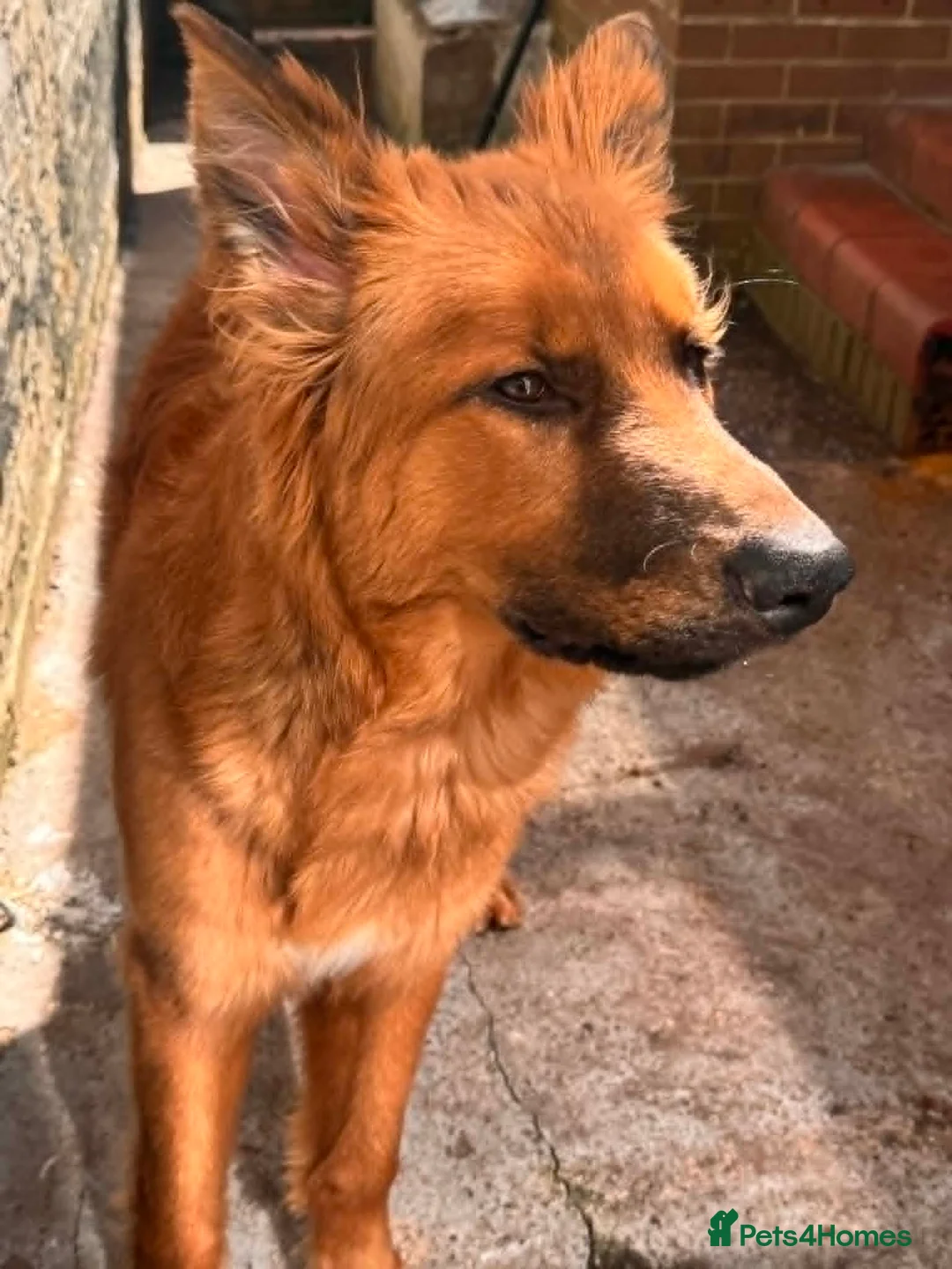 Mixed Breed dogs for sale: Gorgeous boy  in Stoke-on-Trent - Advert 2