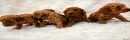 Cockapoo dogs for sale: F1BB Cockapoo Puppies , - Advert 5