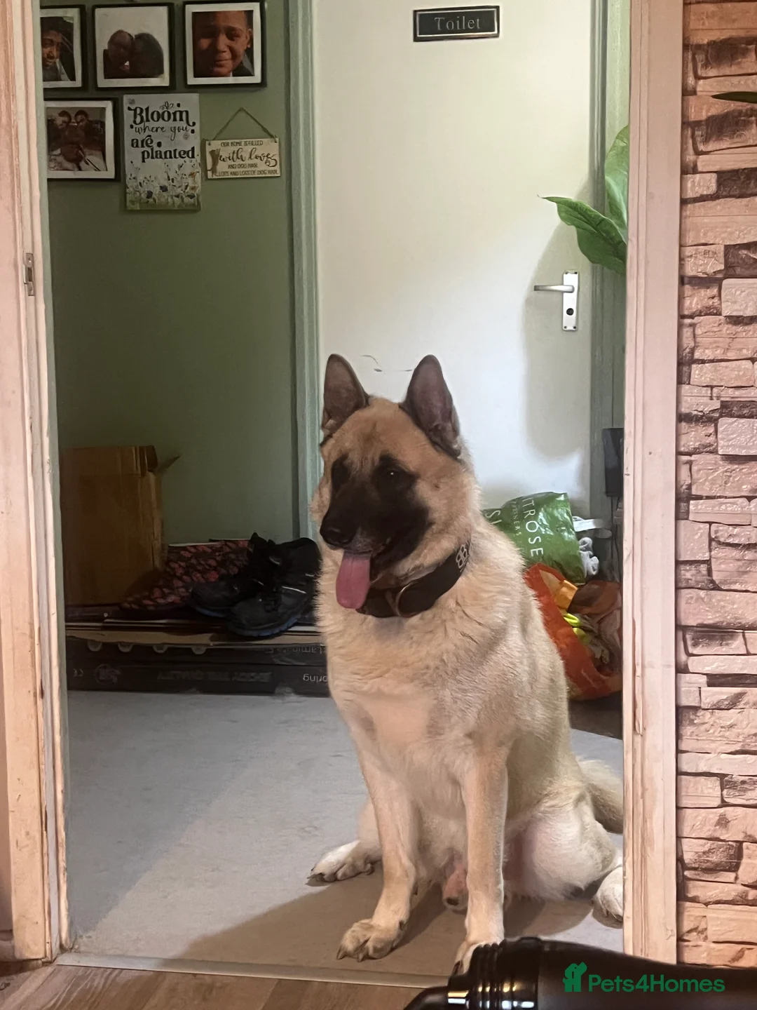 Mixed Breed dogs for sale: Loving home needed for a kind schepkita boy - Advert 1