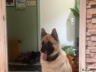 Mixed Breed dogs Loving home needed for a kind schepkita boy - Advert 4