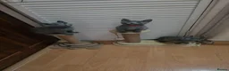 Russian Blue cats for sale: READY! TICA pedigree RUSSIAN BLUE stunning kittens - Advert 18