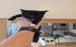 Mixed Breed cats for sale: 7 kittens ready for their forever home - Image 11