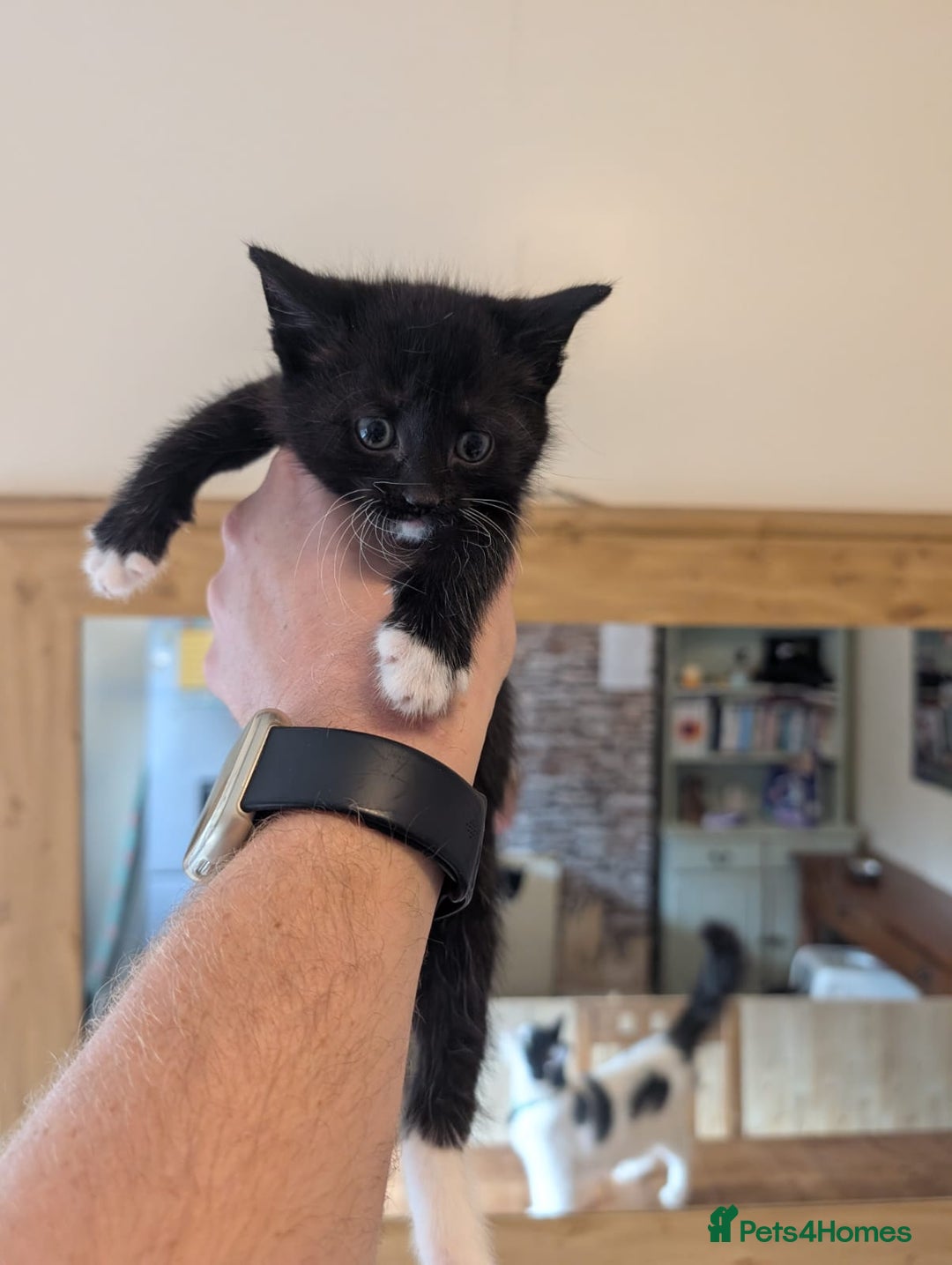 Mixed Breed cats for sale: 7 kittens ready for their forever home - Image 11