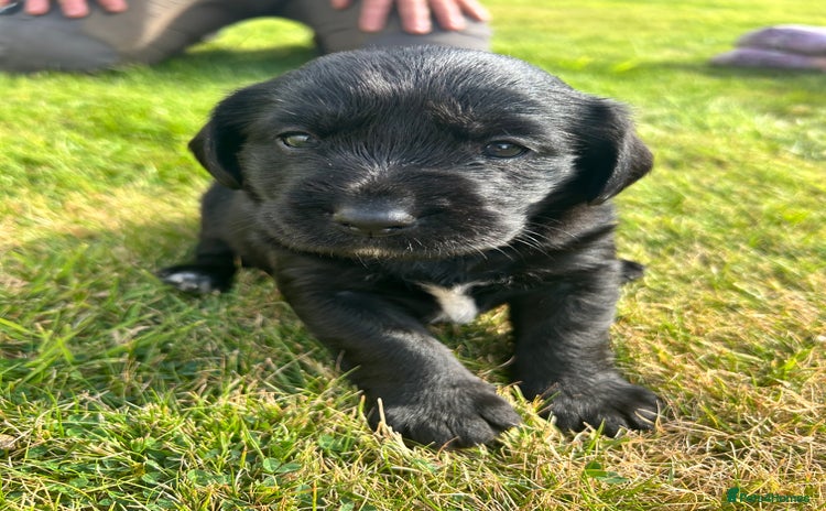 Mixed Breed dogs - Advert 5