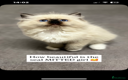 Ragdoll cats for sale: GCCF REGISTERED DNA TESTED PARENTS AND CLEAR  - Image 10