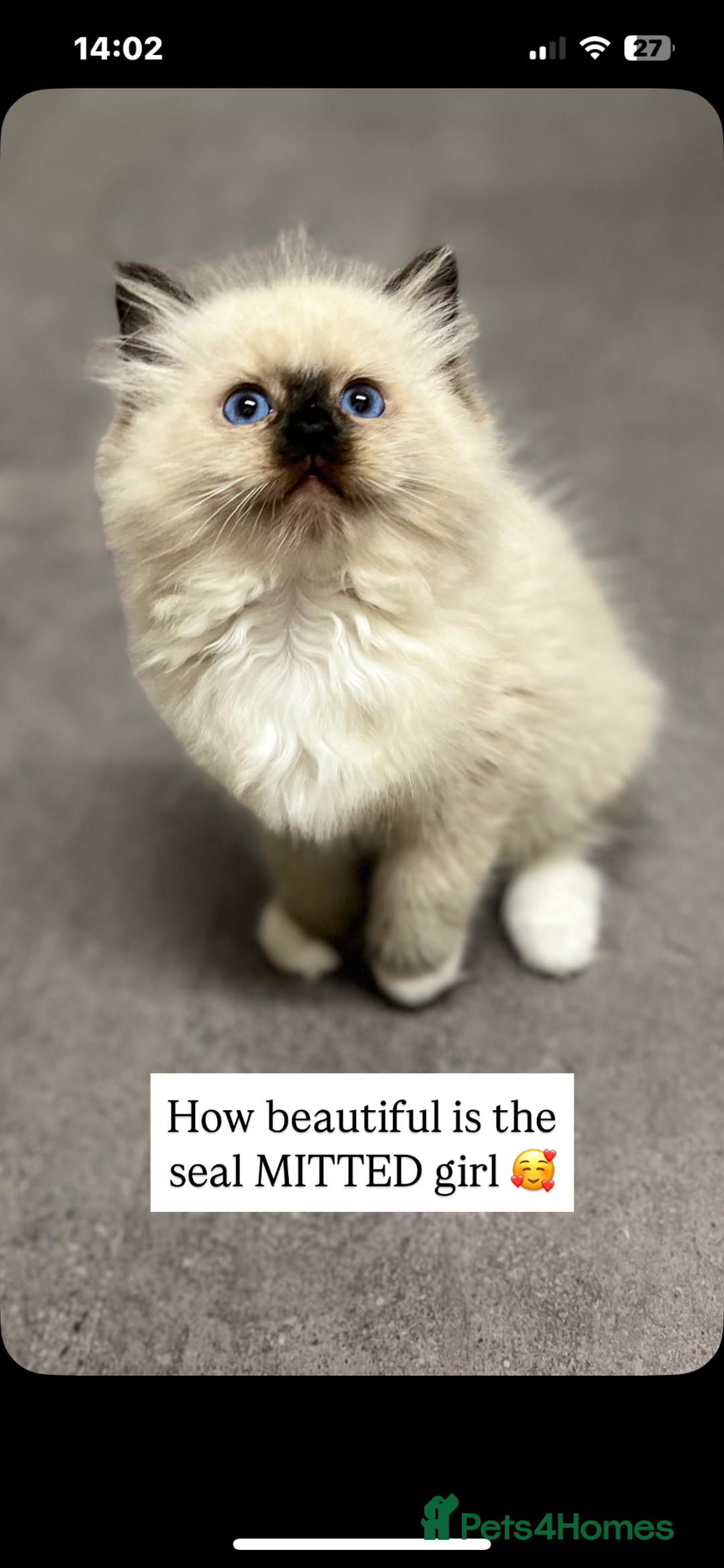 Ragdoll cats for sale: GCCF REGISTERED DNA TESTED PARENTS AND CLEAR  - Image 10