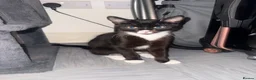 British Shorthair cats for sale: Male and female 4 month old kittens  in Welwyn Garden City - Advert 3