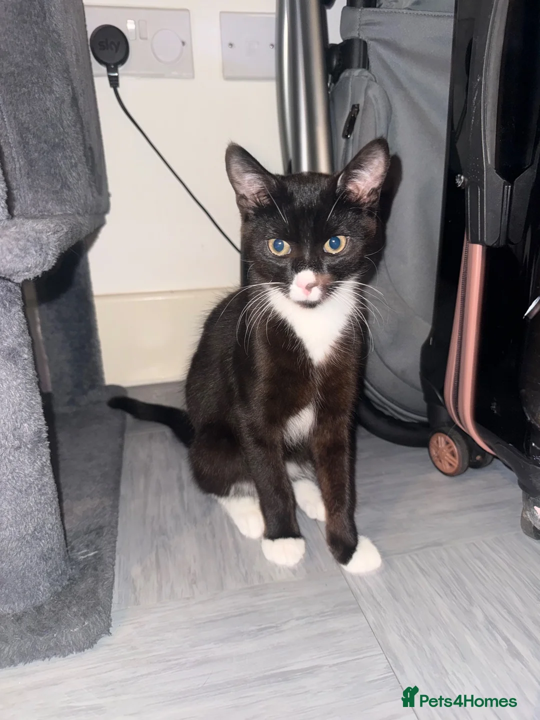 British Shorthair cats for sale: Male and female 4 month old kittens  in Welwyn Garden City - Advert 3