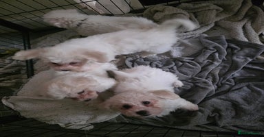 Bichon Frise dogs - Advert 13