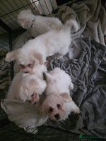 Bichon Frise dogs - Advert 13