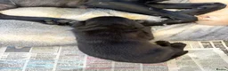 Labrador Retriever dogs for sale: 7 beautiful working Labrador puppies. in Warrington - Advert 29