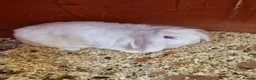 Mini Lion Lop rabbits for sale: Little lady looking for new home..  - Advert 3