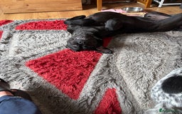 Cane Corso dogs for sale: 1 year old male cane Corso  - Image 2