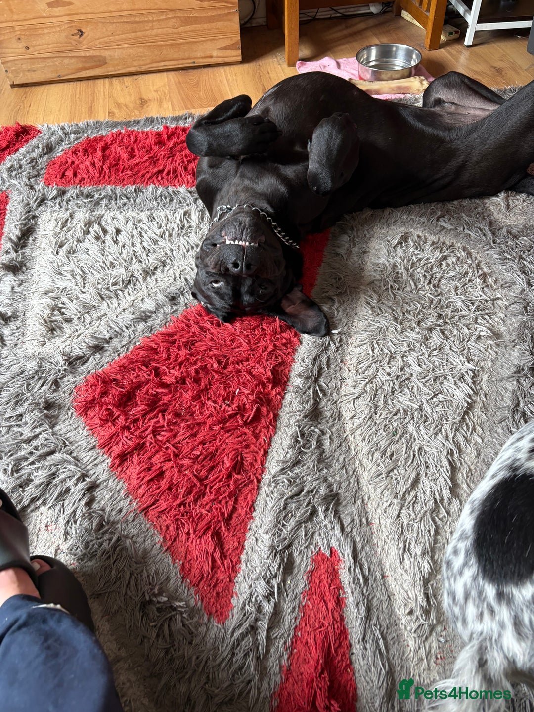Cane Corso dogs for sale: 1 year old male cane Corso  - Image 2