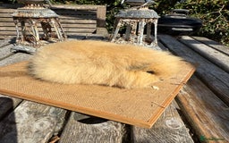 Guinea Pig rodents for sale: Pure bred California & Swiss guineapigs  - Image 28