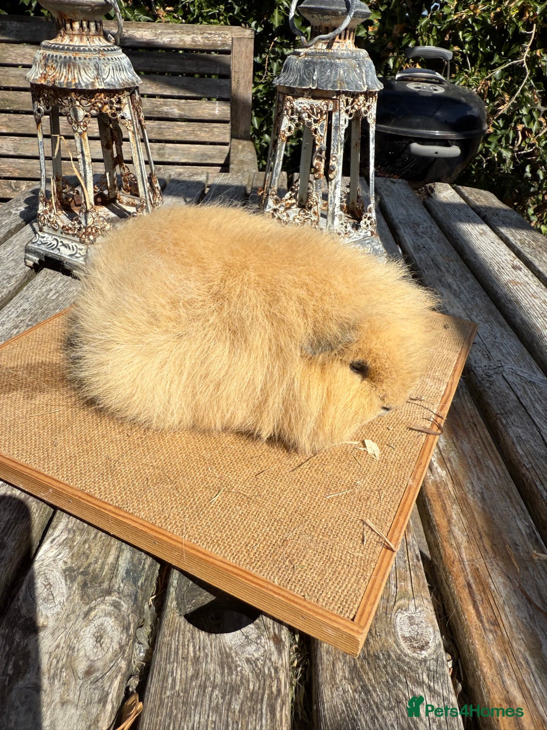 Guinea Pig rodents for sale: Pure bred California & Swiss guineapigs  - Image 28
