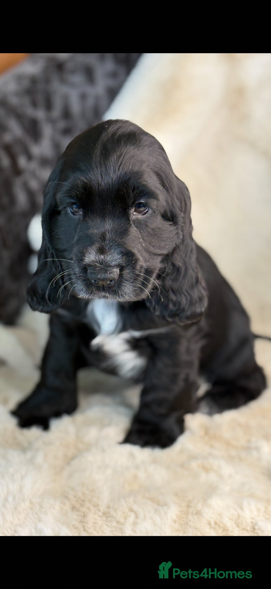Cocker Spaniel dogs Beautiful health tested show cocker spaniel pups - Advert 4