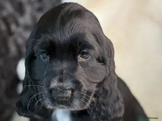 Cocker Spaniel dogs Beautiful health tested show cocker spaniel pups - Advert 4