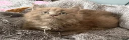 Maine Coon cats for sale: Beautiful Maine Coon kittens **READY NOW*** - Advert 24