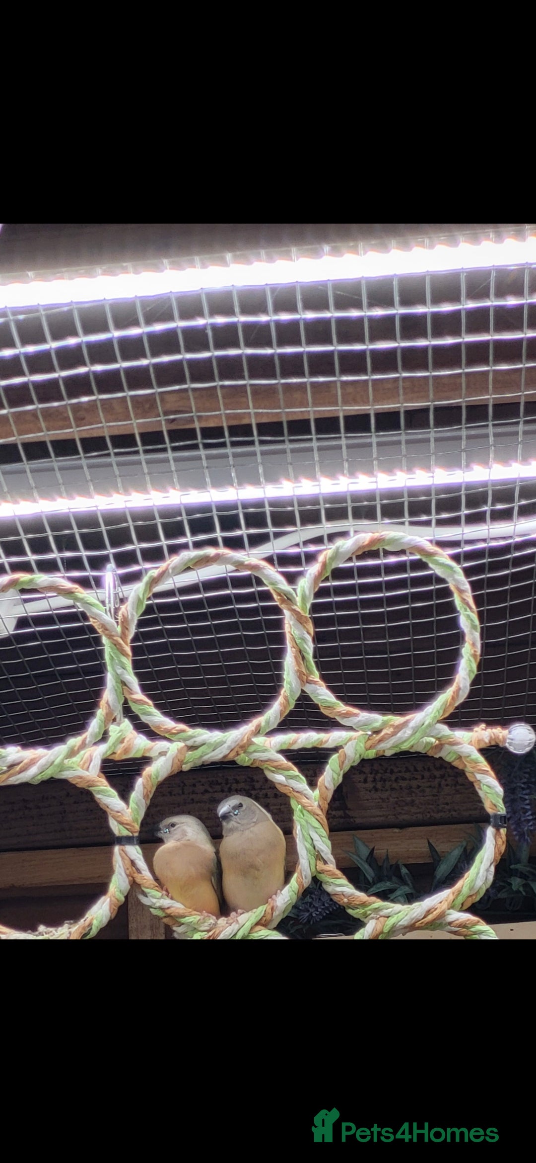 Finches birds for sale: Young gouldian finches - Advert 6