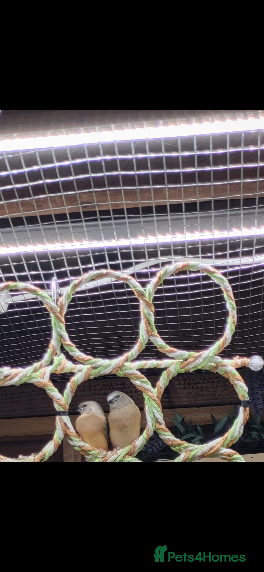 Finches birds for sale: Young gouldian finches - Advert 6