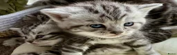 British Shorthair cats for sale: GCCF Rare Show Quality BSH Silver Tabby Kittens  - Advert 15