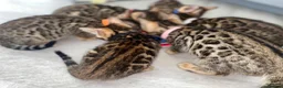 Bengal cats for sale: Beautiful Purebred Bengal Kittens – Ready Now! - Advert 13