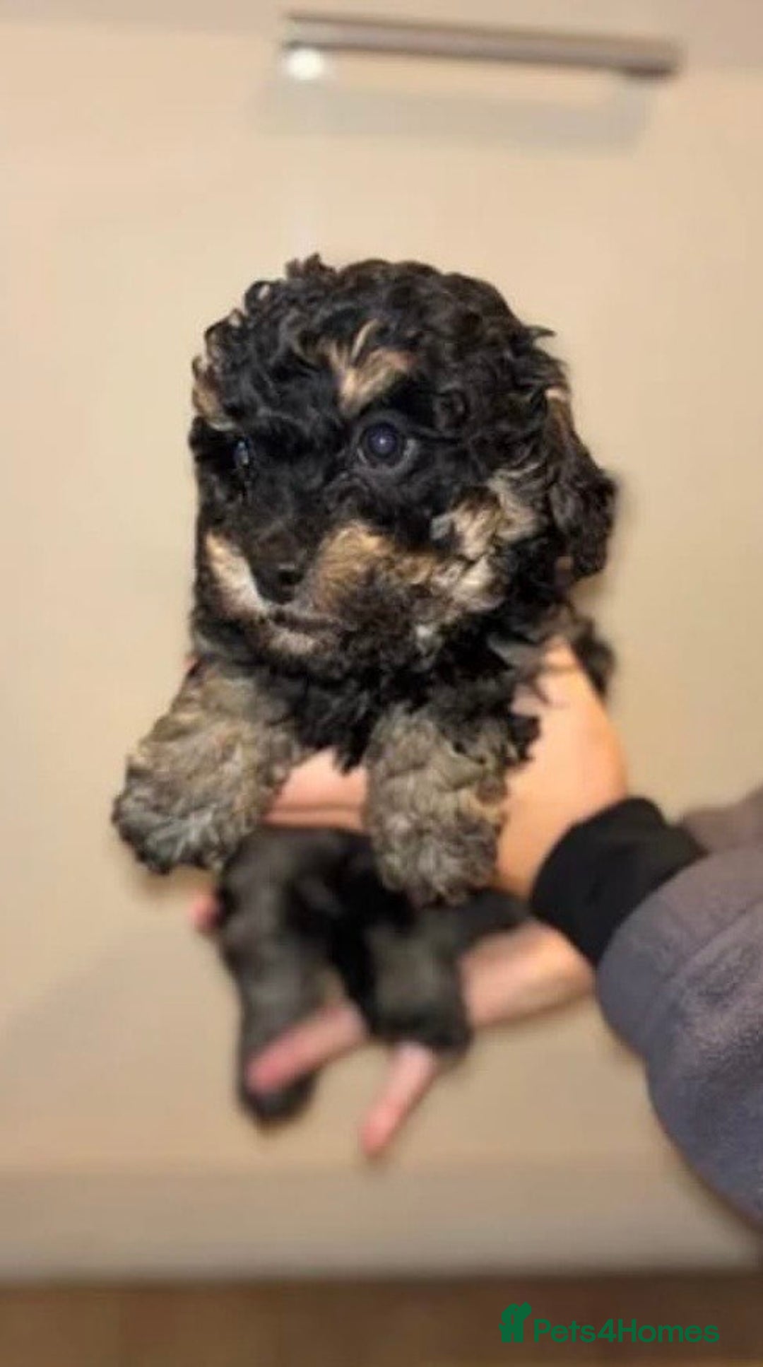 Cockapoo dogs for sale: Cockapoo  - Advert 4