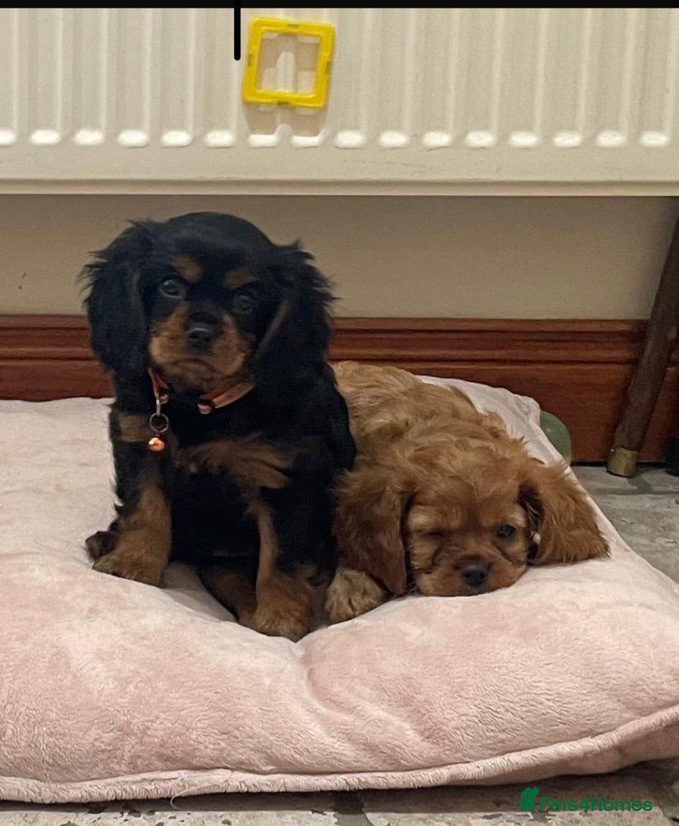 Cavalier King Charles Spaniel dogs King Charles cavalier babies  - Advert 2