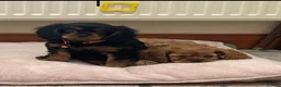 Cavalier King Charles Spaniel dogs for sale: King Charles cavalier babies  - Advert 6